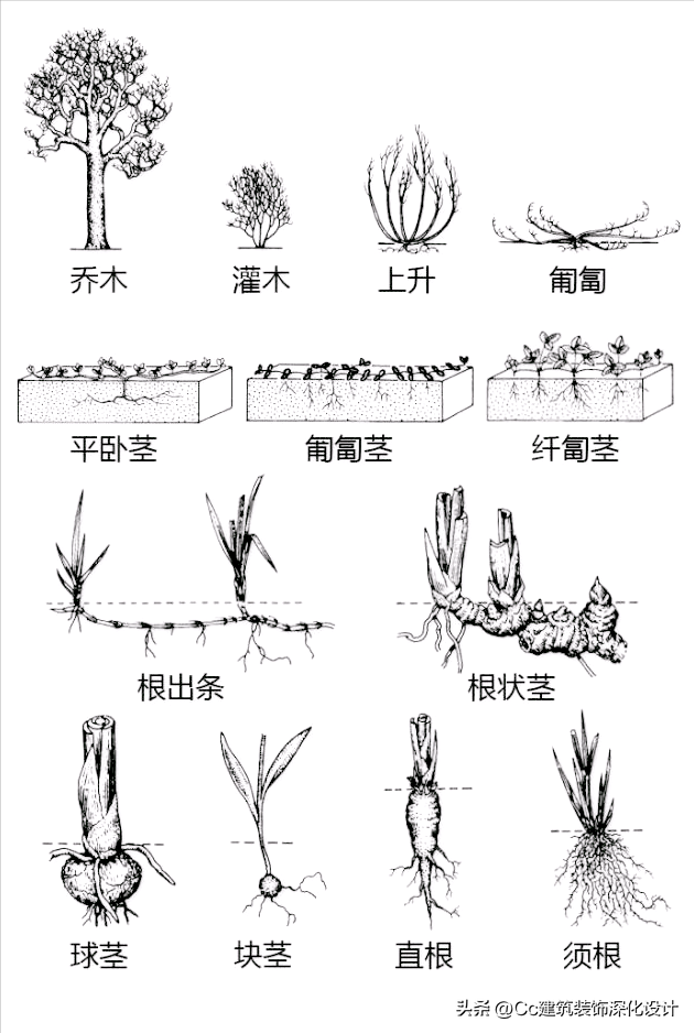 平行脉的主要分类，平行脉的叶子有哪些（超全植物形态图解——珍藏版）