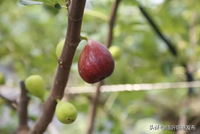 布兰瑞克无花果，布兰瑞克无花果苗行情（临港无花果采摘正当时，约起）