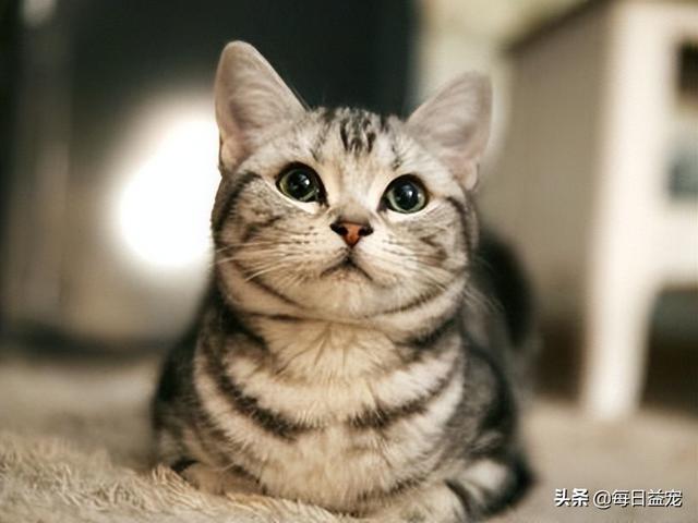 猫的智商排行，智商最高的猫十大排名（智商排名前10的猫咪）