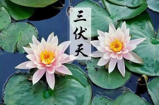 伏组词,伏组词和拼音("三伏天"的"伏"啥意思)