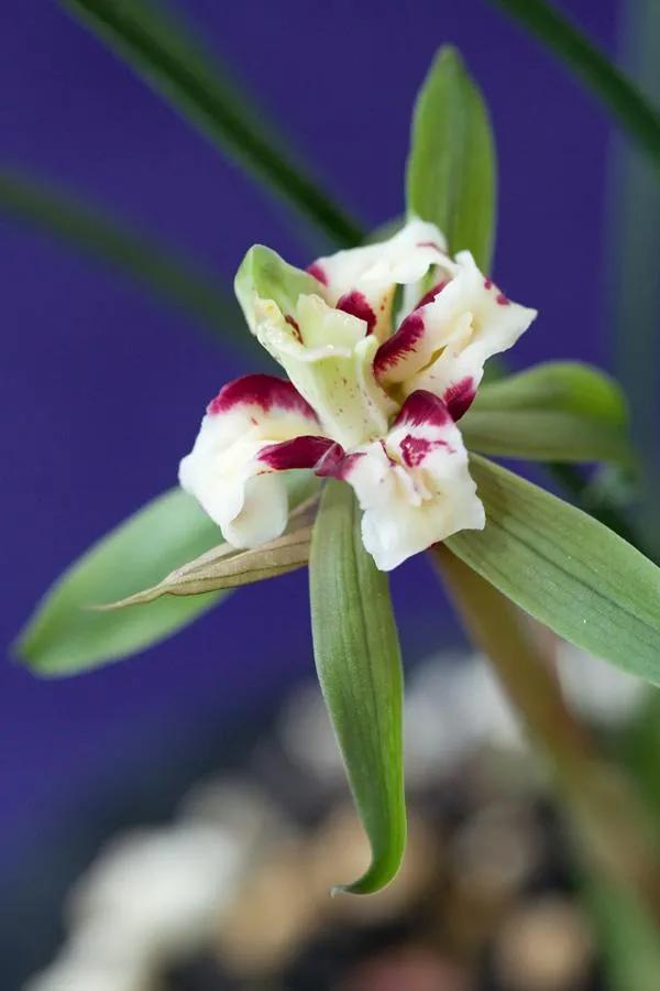 鲜花的花语和花的数目的寓意，鲜花数量的寓意（100种迷人的“数字花”）