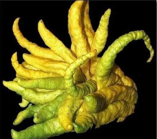 日轮花个个怪异恐怖,胆子小的晚上别看.