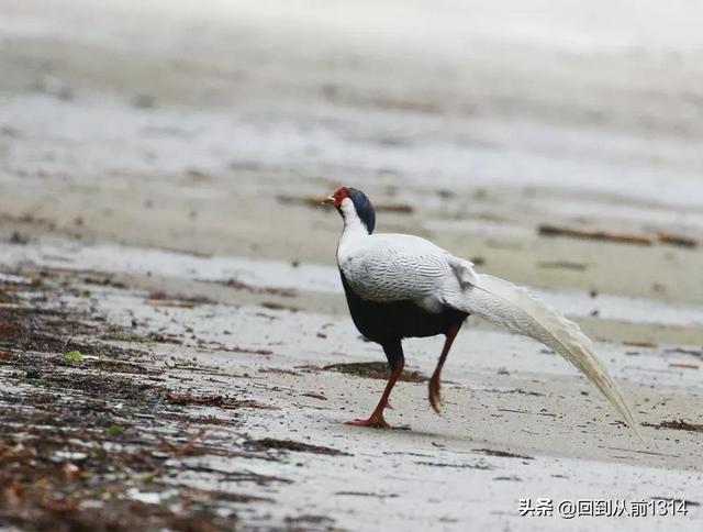 白娴鸟（白娴鸟图片，白娴鸟怎样的养殖（白鹇鸟唯美图片）