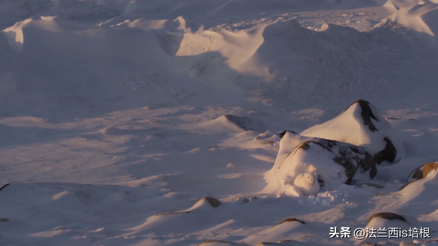 兔子冬眠吗，野生兔子冬眠吗（这只兔子49天跑路388公里）