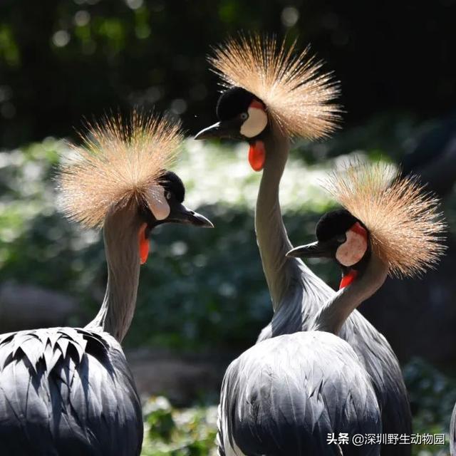 深圳世界之窗门票多少钱一张，深圳世界之窗晚上门票多少（动物园\u0026世界之窗/欢乐海岸水秀）