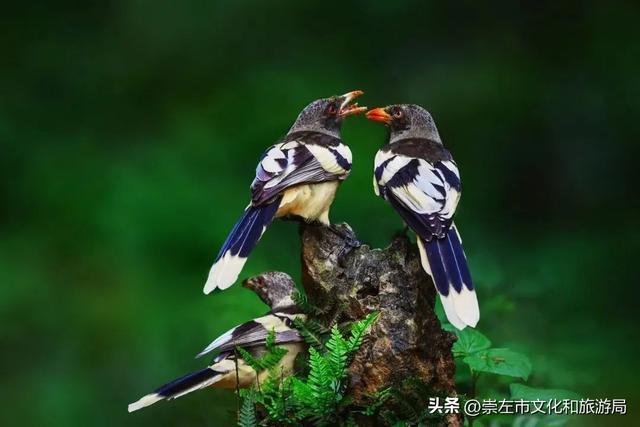 崇左旅游景点大全，崇左市区旅游必去景点有哪些（这份“特种兵式旅游”攻略你还不快收下）