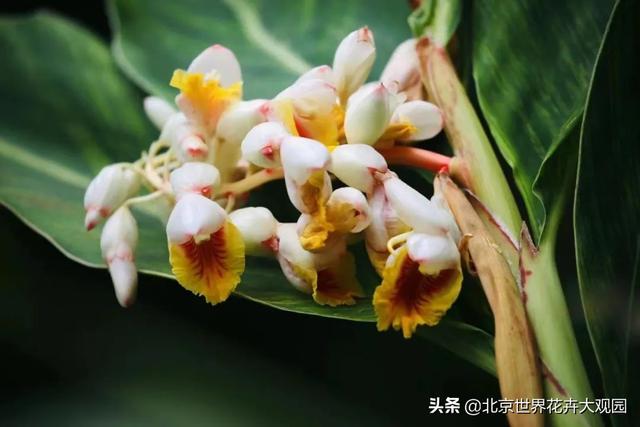 豆蔻年華是形容女生還是男生,豆蔻年華是指女生還是男生(小花仙植物