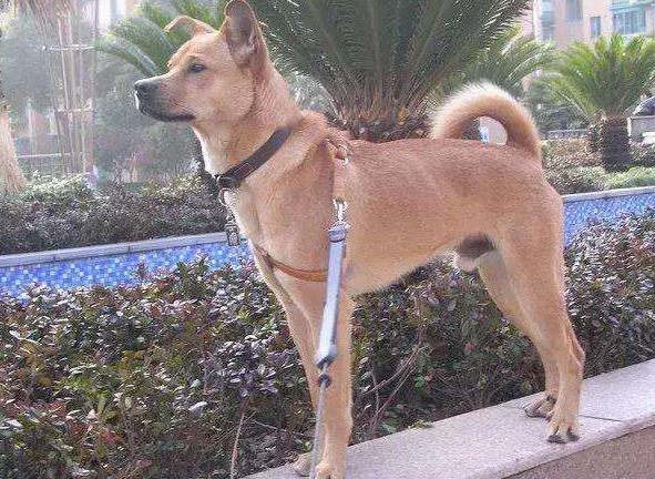 狗的品种图片名字大全，狗的品种大全及名称（原来中华田园犬也有那么多品种）