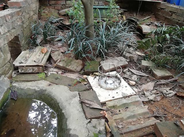 黄缘龟是水龟还是半水龟，黄缘龟是深水龟还是浅水龟（小黄缘龟水养好还是陆地养好）