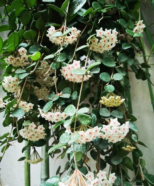 匍枝根霉的有性生殖方式是，。A.同配B.异配C.卵式生殖D.接合生殖（就选“杂匍球兰”）