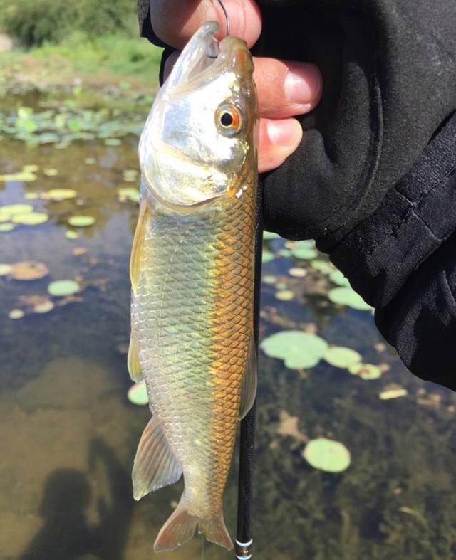 马口鱼以前很好钓的,如今怎么难钓到了?