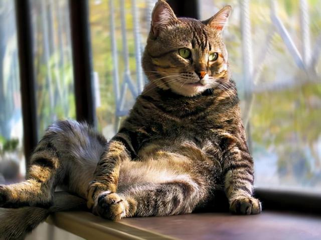 小猫咪 可爱图，小猫图片大全可爱图片大全图片（21张“搞笑”的猫咪图片）