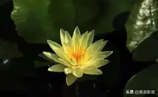 诗的音序是什么，诗的音序是什么音节是什么（什么样的诗才称得上好诗）