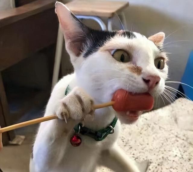 猫的智商排名，猫的智商排名表（一只猫如果有这5个特征）