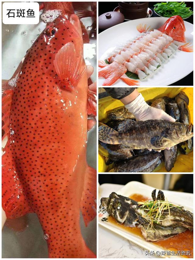 40种“好吃不贵”的野生海鱼（上），附：价格和吃法，请收藏