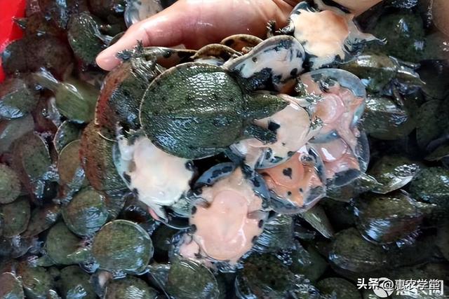 甲鱼怎么分公母，甲鱼有公母吗？如何区别（小甲鱼怎么卖？多少钱一斤）