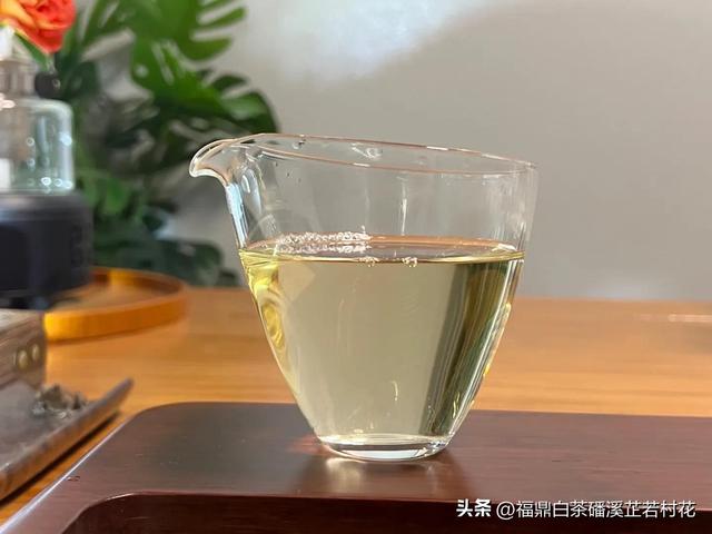 福鼎白茶产区磻溪，带你了解白茶优质产区，磻溪镇