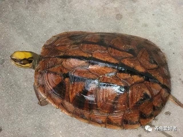 我大中华的几种常见国龟，你都了然于胸了？