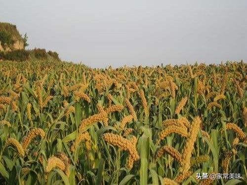小米是什么农作物，高粱是什么粮食（认准这4个产地）