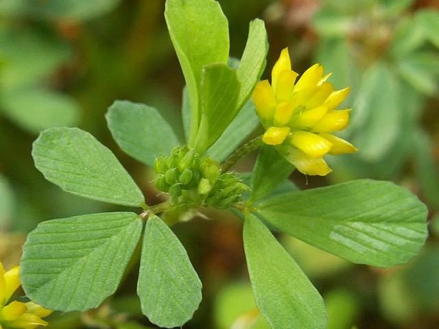 鲜花的花语和花的数目的寓意，鲜花数量的寓意（100种迷人的“数字花”）