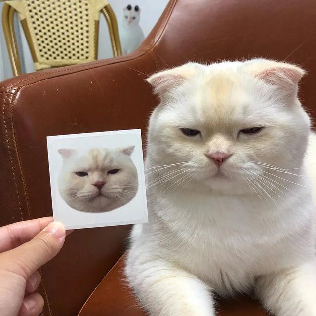 枯燥难过的头像微信，枯燥难过的头像（臭宝，该换微信头像啦）