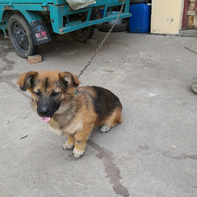 招财又吉利的狗名字，给狗取什么名吉利招财（老一辈常挂在嘴边的“招财狗”）