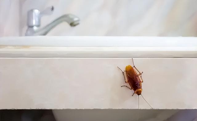 蟑螂拍死会有蟑螂卵吗，每只蟑螂拍死都会有卵吗（为何踩死的蟑螂一会就消失不见了）