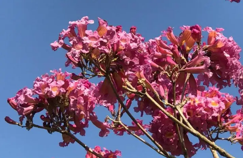 风铃木花象征意义，粉色风铃木花象征意义（你所在的城市哪条街有它的身影）