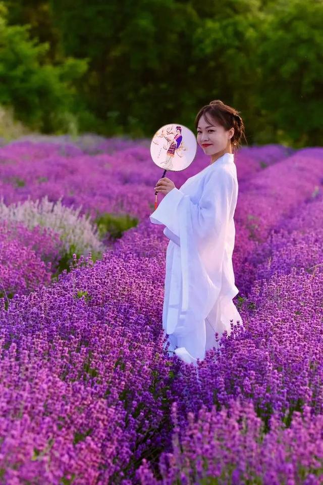 普罗旺斯薰衣草花语，普罗旺斯薰衣草简介（威海临港竟藏有一个“普罗旺斯”）