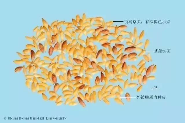 柏子仁的功效与作用，制远志的功效与作用（每天学习一味中药——柏子仁）