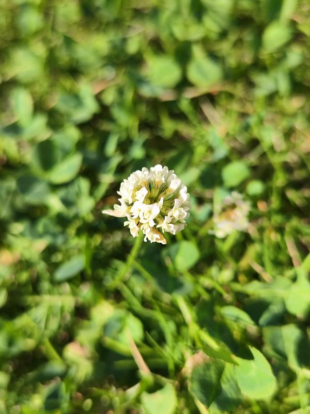 白花三叶草功效与作用，新西兰三叶草蜂蜜（一日一草·白车轴草）