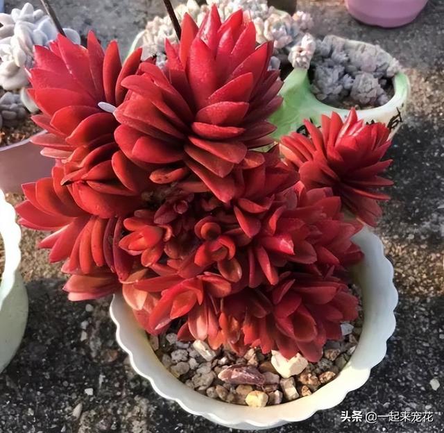 多肉火祭怎么养，多肉火祭怎么养才变红（养不好多肉试试火祭）