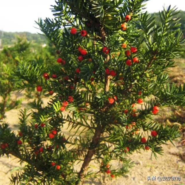 东北红豆杉的栽培及其价值，东北红豆杉的生长环境（“重症监护”中的古树）