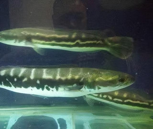 皇冠鱼，不适宜混养的中大型观赏鱼（皇冠鱼多少钱一条）