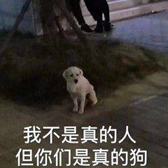 太狗了是什么意思，“你是真的狗”什么梗