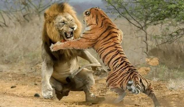 森林之王是什么动物，森林十大凶猛动物（被称为森林之王的老虎和称为草原之王的狮子）