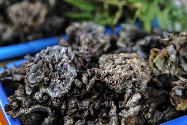 干巴菌怎么炒，干巴菌怎么炒不苦（这9道极致鲜味，错过再等1年）