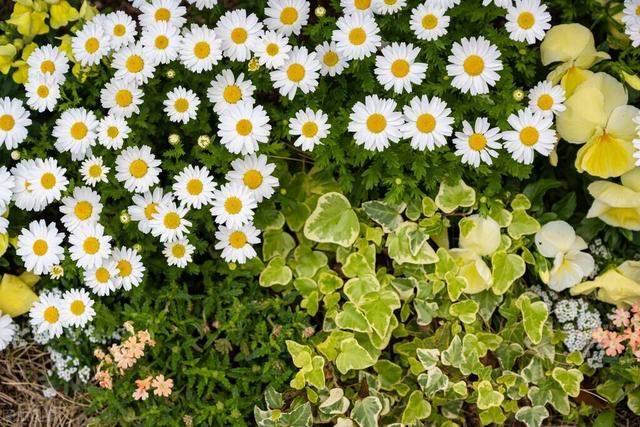 爱情交友宣言，爱情交友宣言精美语句简短（最适合发朋友圈的爱情宣言）