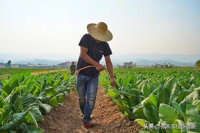 腐殖酸是什么东西，腐殖酸有哪些用途（氨基酸、腐殖酸、海藻酸3种肥料有何区别）