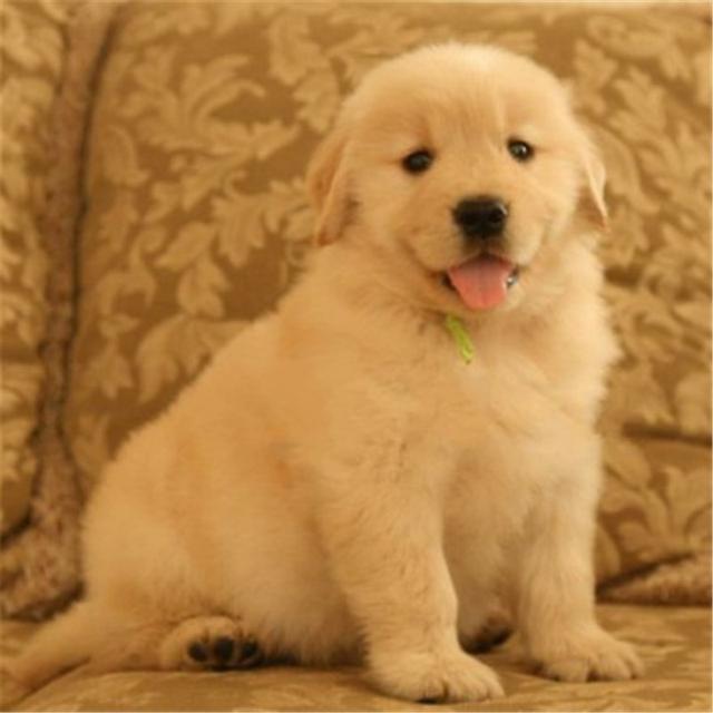 金毛猎犬多少钱，金毛价格多少钱一只呢（金毛猎犬多少钱一只幼犬）