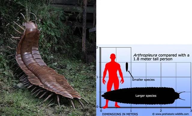 10000米长的蜈蚣，五种不死虫（澳60米地下惊现1306条腿“千足虫”）