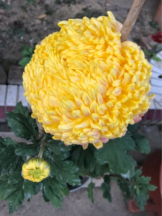 花中四君子是指什么，花中四君子指的是什么意思（高尚品格人人都爱学）