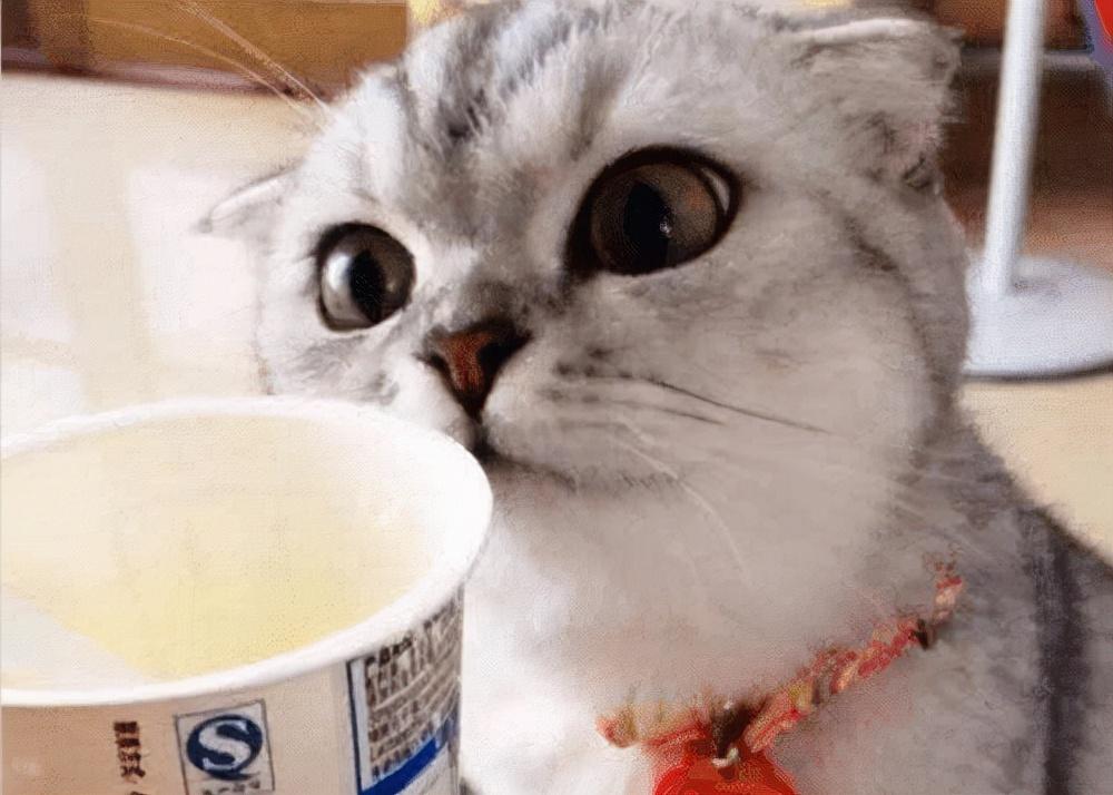 小猫吐黄水()