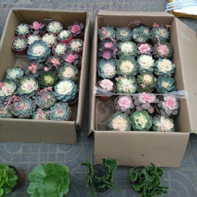 10种不吉利的花，5种花越养越“不吉利”
