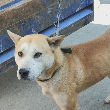 招财又吉利的狗名字，给狗取什么名吉利招财（老一辈常挂在嘴边的“招财狗”）