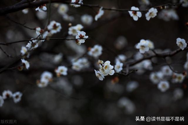 派保爵是什么牌子，派保爵什么档次（国学经典之《后汉书》导读第一百五十三讲）