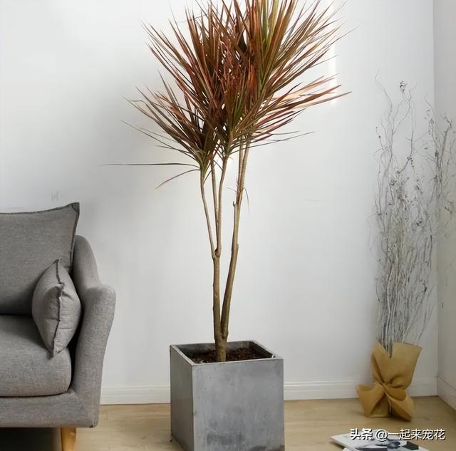 植物的叶子还有什么作用，植物的叶子还有什么作用和功能（5种叶子好看的植物）