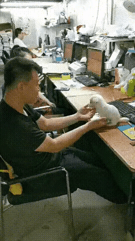 小耳朵是什么意思，微信界面有个小耳朵是什么意思（看着都不像一个人好吗）