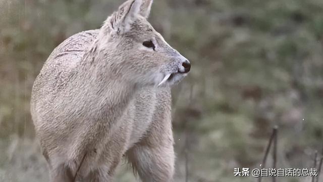 鹿血酒多少钱一瓶，鹿血酒一瓶500ml要多少钱（这是人们认为它是仙兽真正的原因）