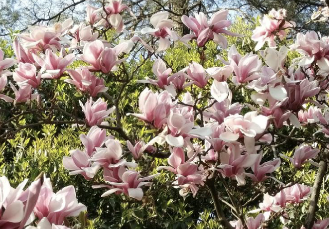 广玉兰（广玉兰花），在园林绿化中常见的几种玉兰花（玉兰花 广玉兰）